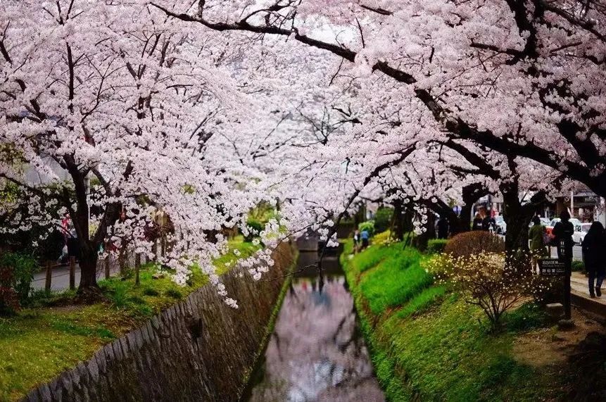 樱花前线2022年,2022第一场樱花