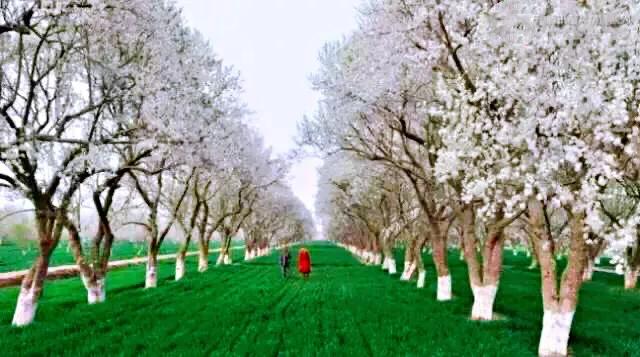 疆果福巴旦木,疆果儿酸奶巴旦木