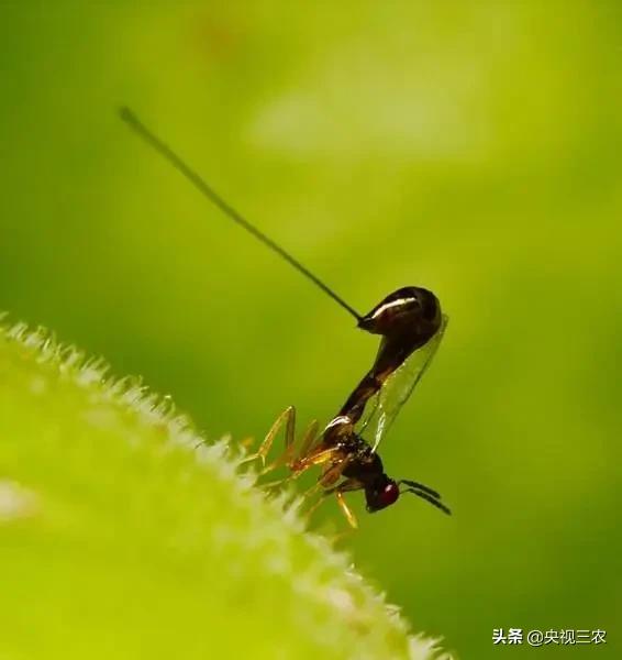 无花果有什么功效专家回答,无花果的秘密