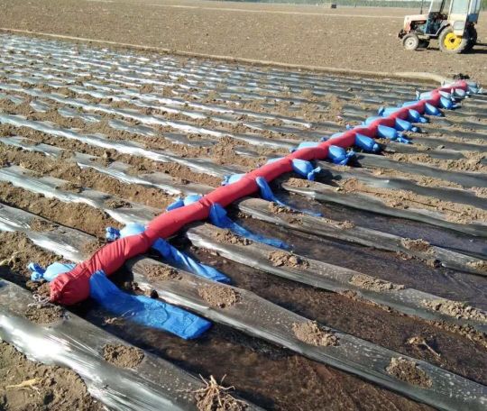 豆角蓟马最有效的防治方法,茄子蓟马最佳防治方法