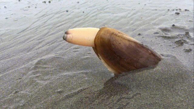 蛏子与小人蚬的区别,贻贝蛤蜊有什么区别