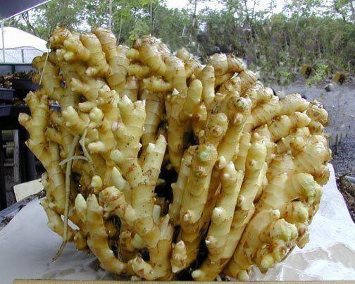 盆栽的生姜为什么生长慢,生姜发芽的土里可以种花吗