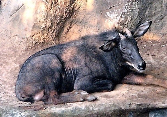 高山上的马,高山上的骏马