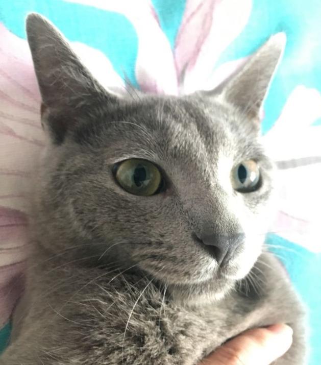 五千块钱买猫,五千块的猫咪