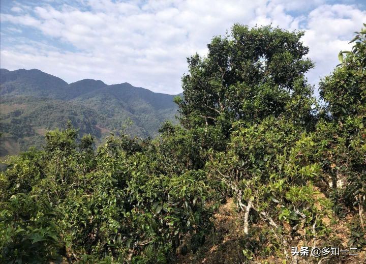 出租古茶树,古树茶地出租
