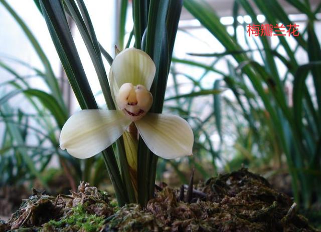 最名贵十种兰花品名及价格图片,十大名贵兰花有哪些品种