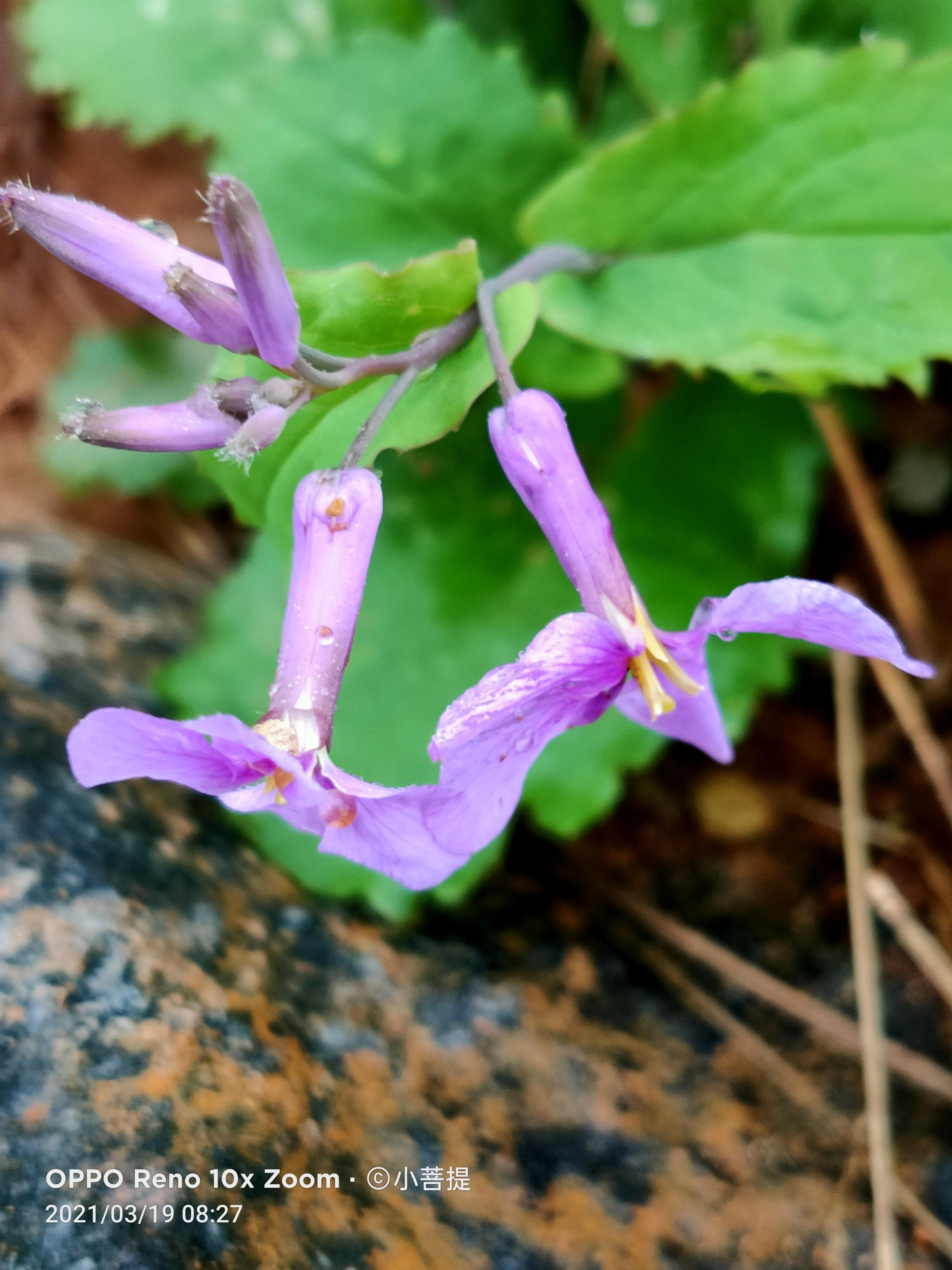 这种植物为成就蜀国屡次北伐功不可没