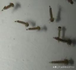 孔雀鱼鱼苗喂什么食物长得快,孔雀鱼需要每天投喂食物吗