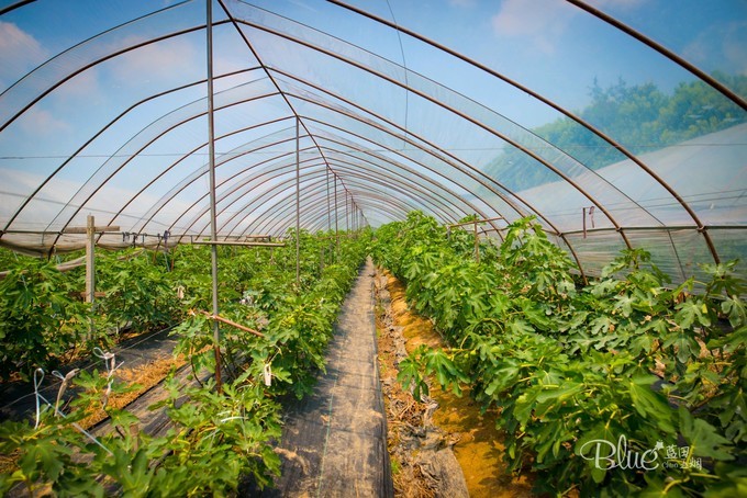 在江苏句容不光可以玩茅山,乡村旅游也做得很不错,游客都很赞