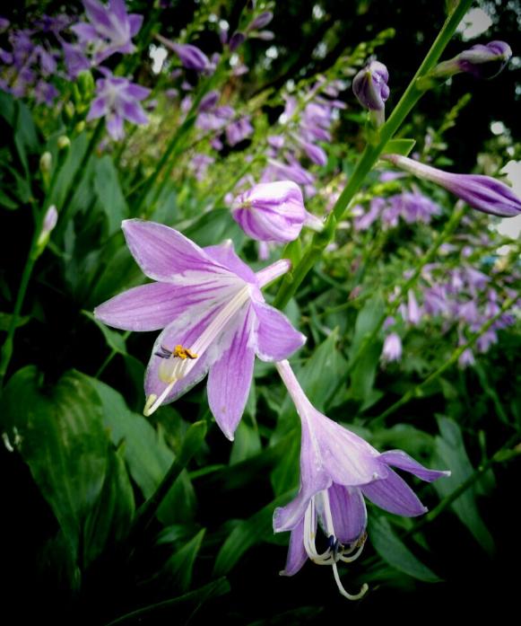 古诗暗香,诗《暗香》