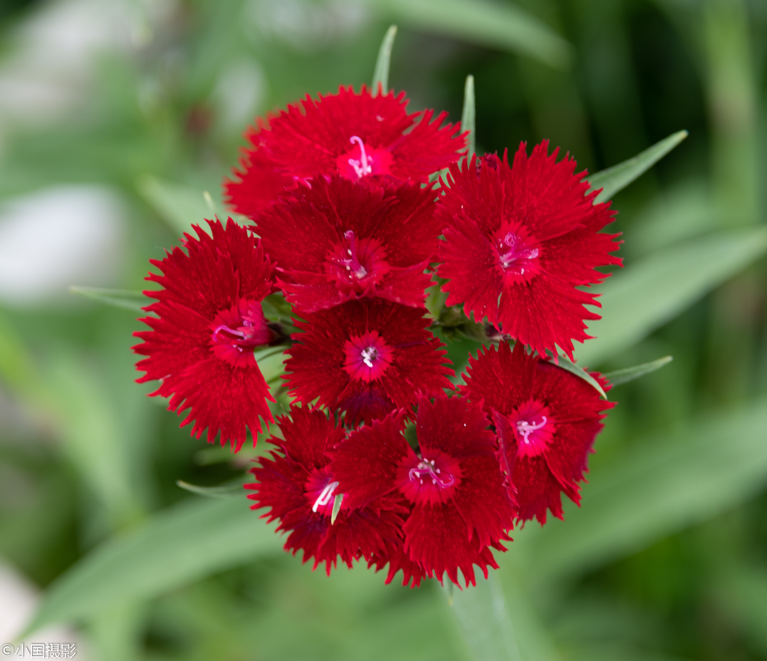 母亲节适合的花推荐,适合母亲节的好看的花