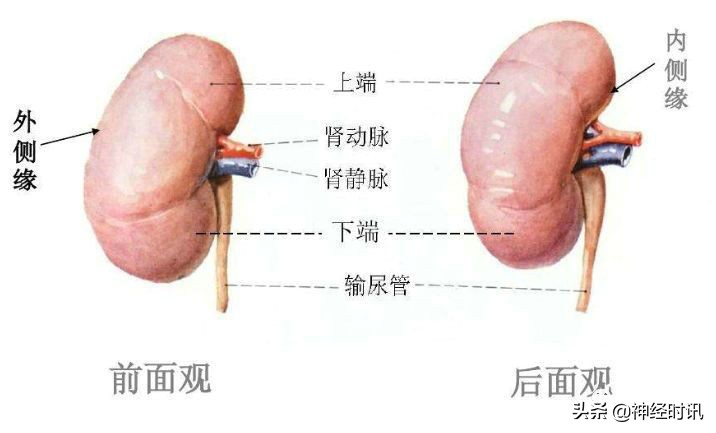 肾脏输尿管膀胱前列腺结构,肾输尿管膀胱解剖示意图