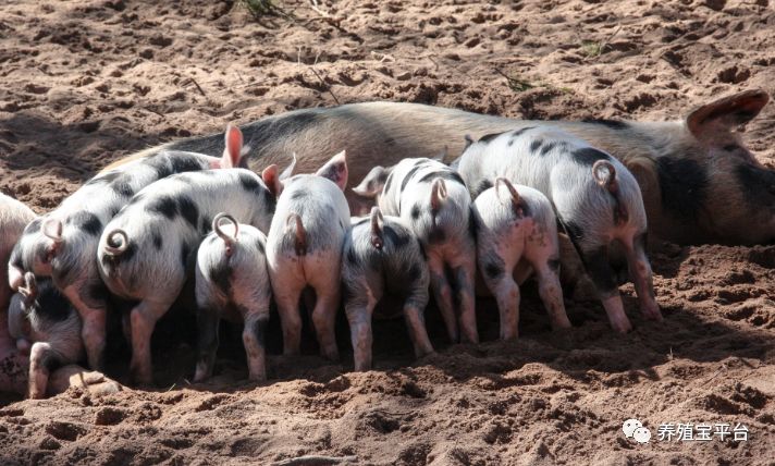 母猪产后反复发热怎么回事,母猪产后发热的原因
