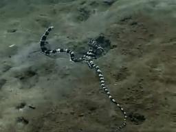 章鱼为什么有这么多怪异的身体,章鱼会两条腿走路