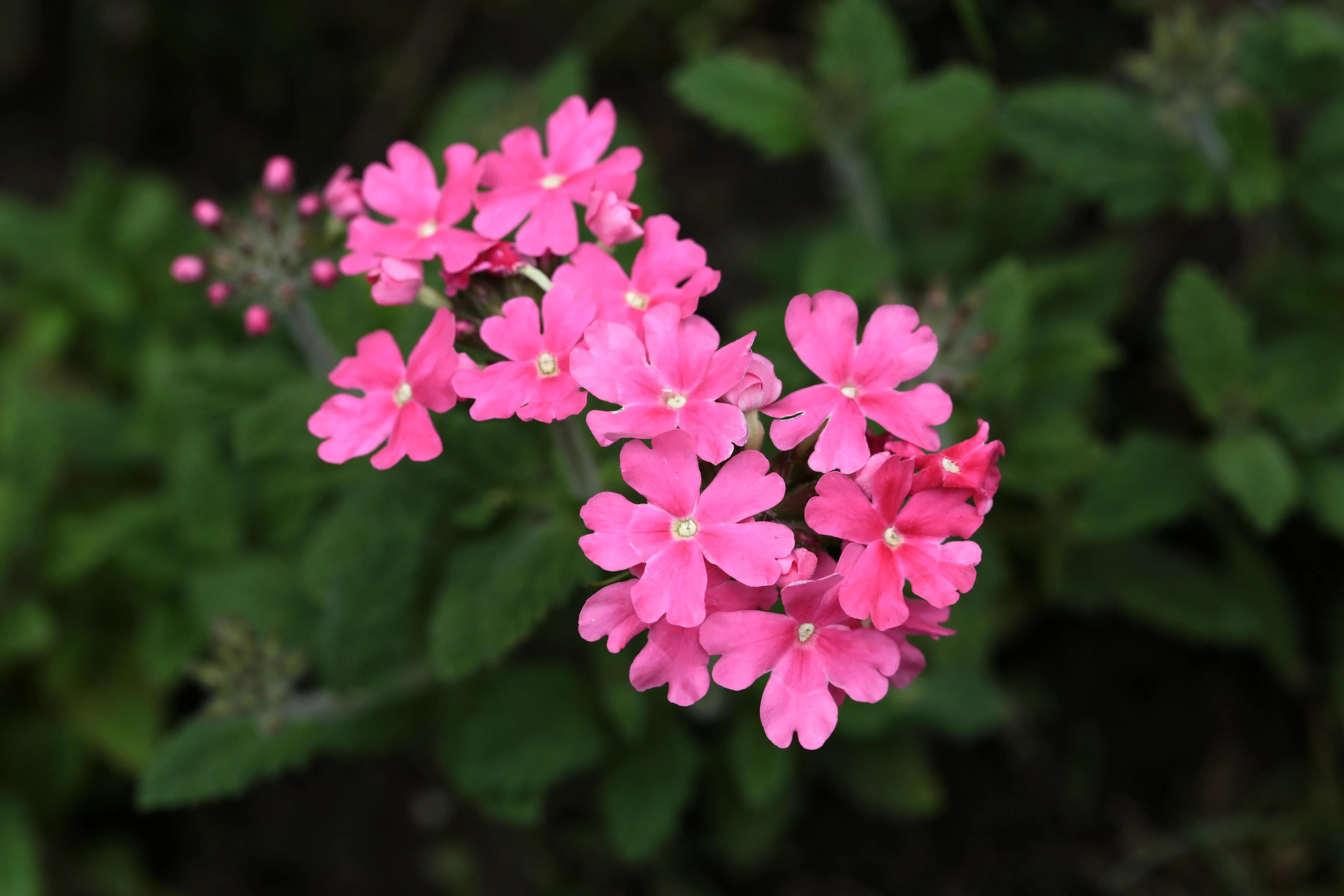 西溪湿地花朝节花草集（2）