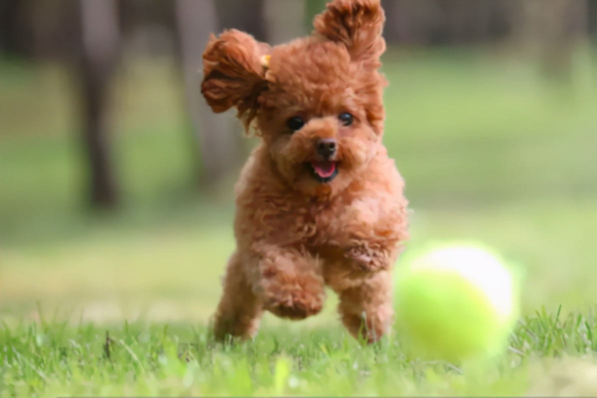 灰泰迪和白泰迪能配出什么颜色,红泰迪和灰泰迪生出来是什么颜色