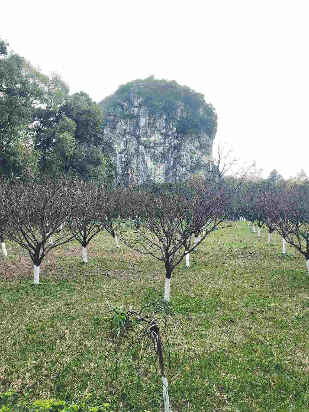 情知不久须相见，一日甚三秋，愁来不自由。‖马坝人遗址公园
