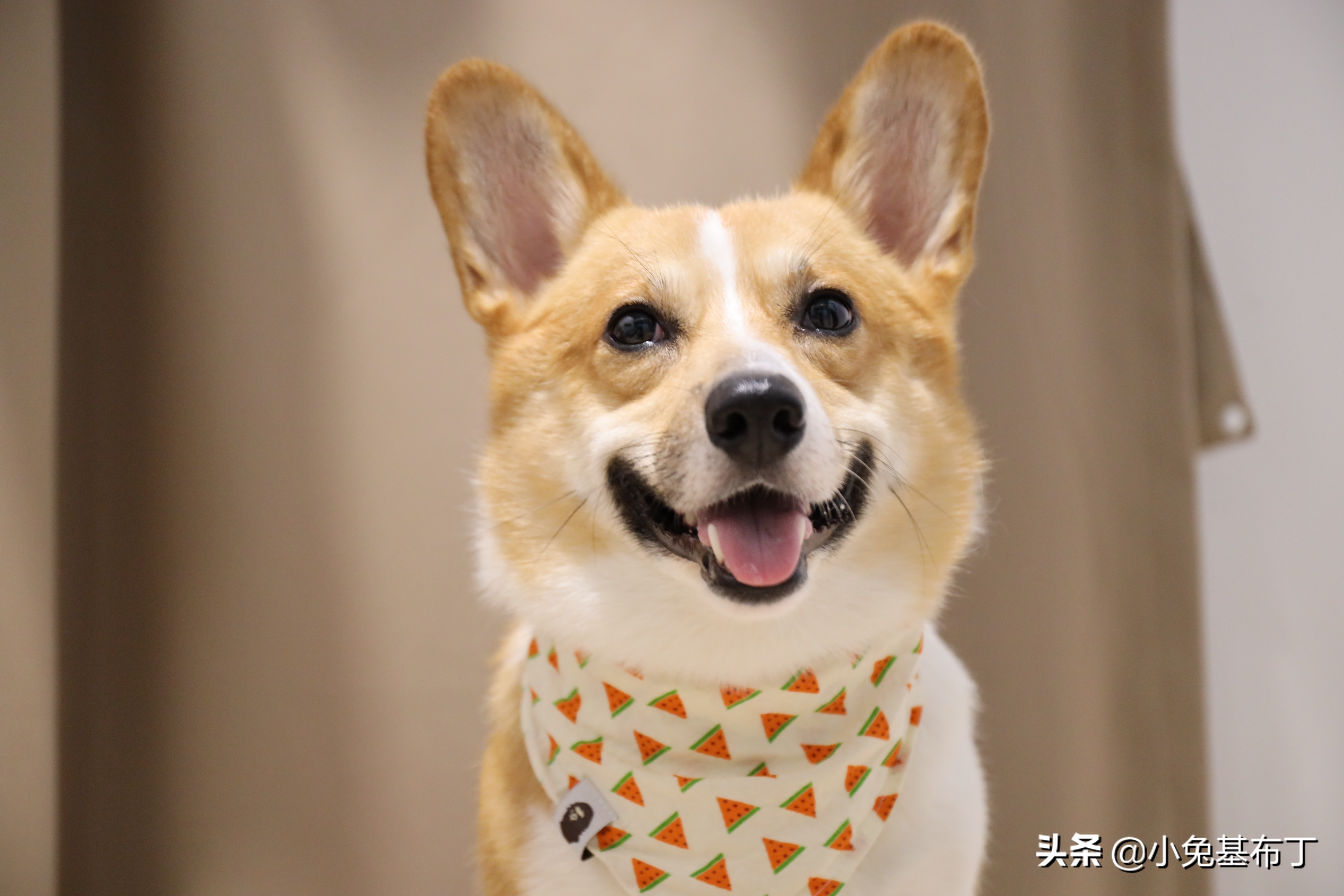 主人出差狗狗独自在家,主人外地出差狗狗跑