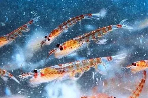 南极磷虾储量50亿,海上金矿南极磷虾