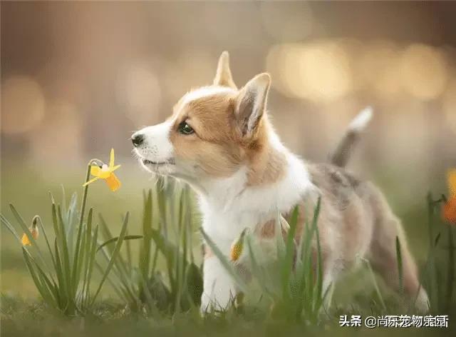 为什么母猫交配过程中撕心裂肺，而狗却静悄悄，看完涨姿势了