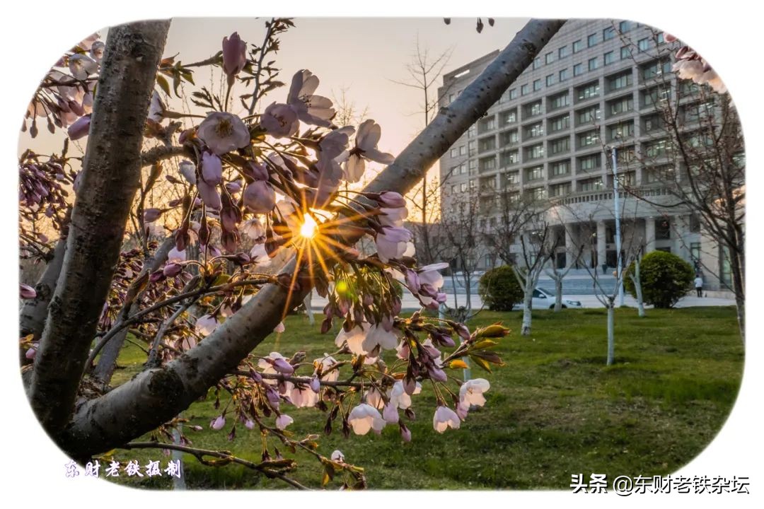 网红美景,网红一棵树樱花园