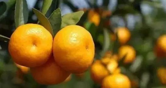 柑橘病虫害防治沙皮病,怎样防治柑橘粗皮果树病虫害