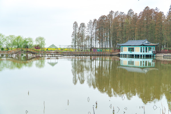 踏春赏花正当时，打卡千垛水上油菜花！玩转兴化景点美食全攻略