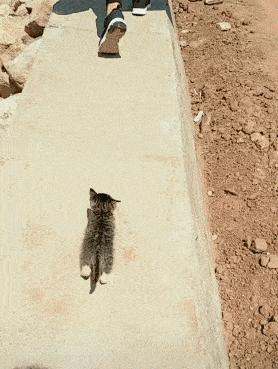 为什么中国没有自己的纯种猫,都有哪些纯种猫