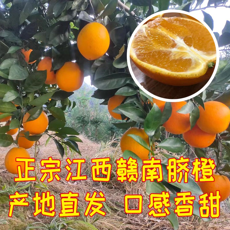 什么样的脐橙更好吃又甜,现在最好吃的脐橙