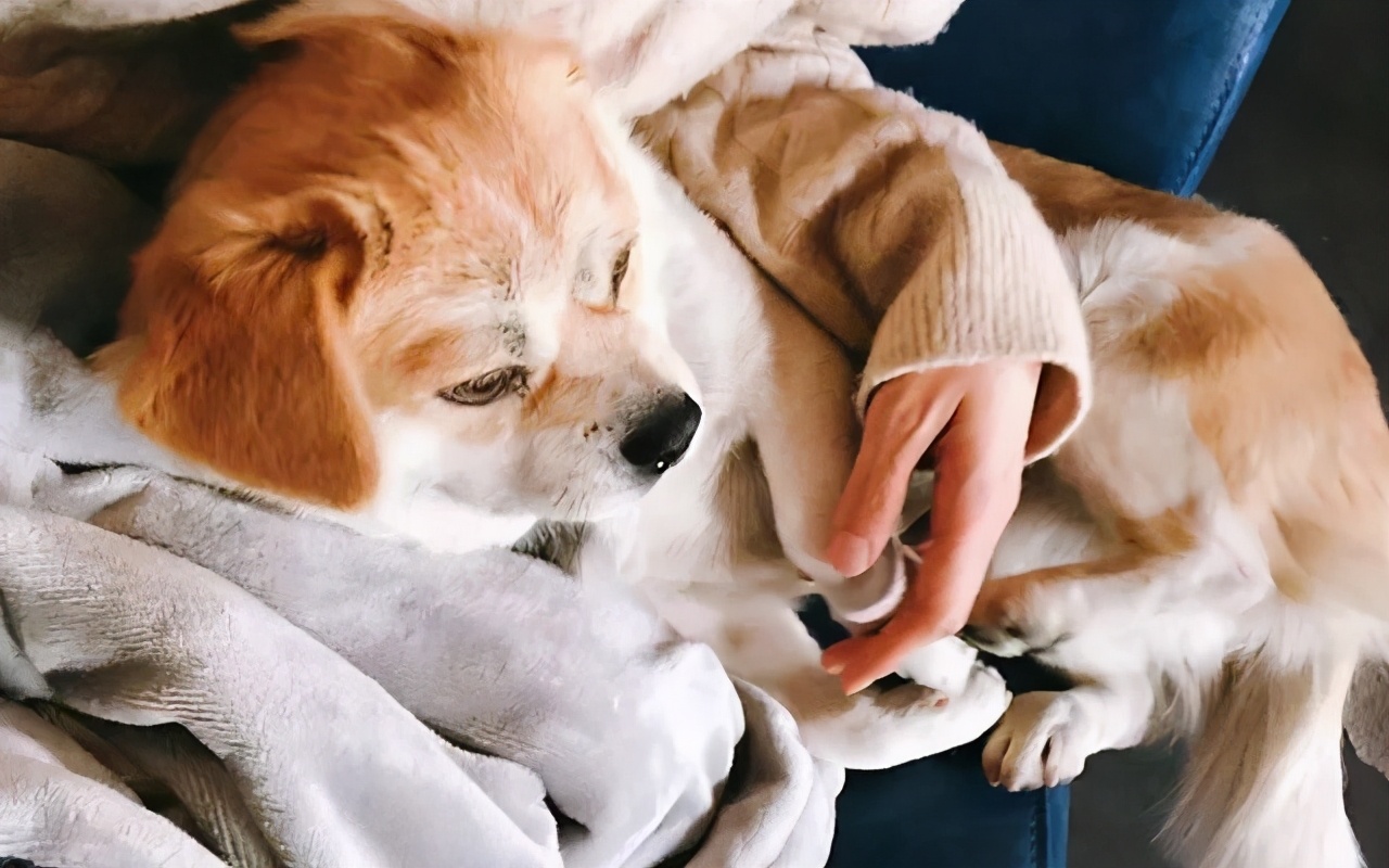 狗狗做错事假装把它丢出门外,狗子不听话可以送出去吓唬它吗