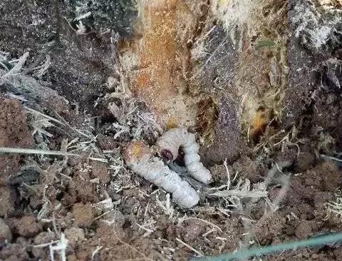 柑橘爆皮虫应该如何防治,柑橘爆皮虫的防治最佳时期