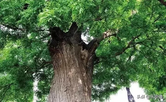 乐亭最美的地方,乐亭县古镇