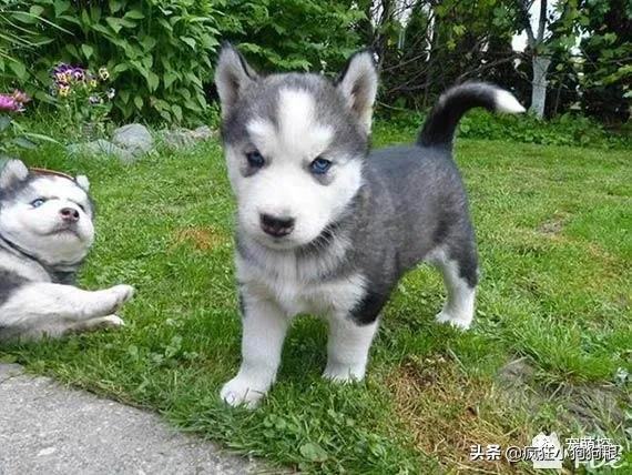 公哈士奇和母哈士奇性格区别,原始色哈士奇性格怎么样