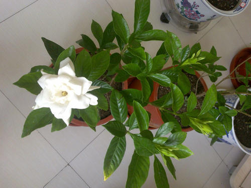 栀子花会变“魔法”,1根枝条长出1盆花,开花洁白味道香