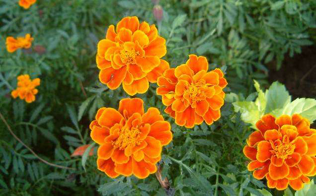 孔雀草的害处,孔雀草好养吗