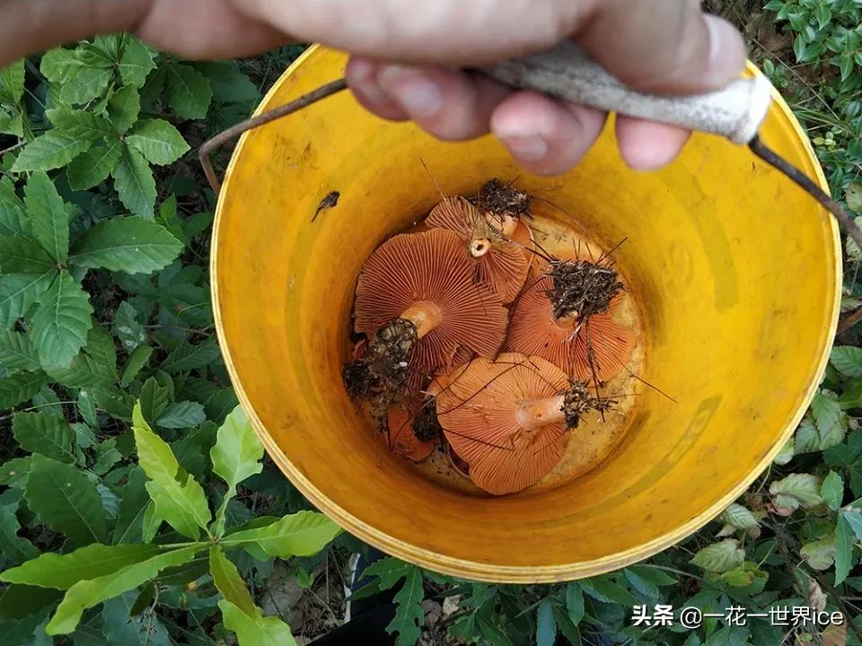 雨后山里长了好多野生菌,雨后山里遍地蘑菇