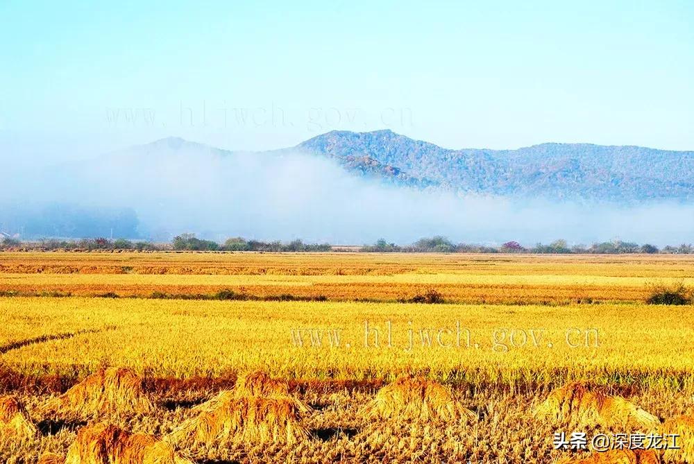 最值得买的五常大米,汲天地之精华养浩然之正气