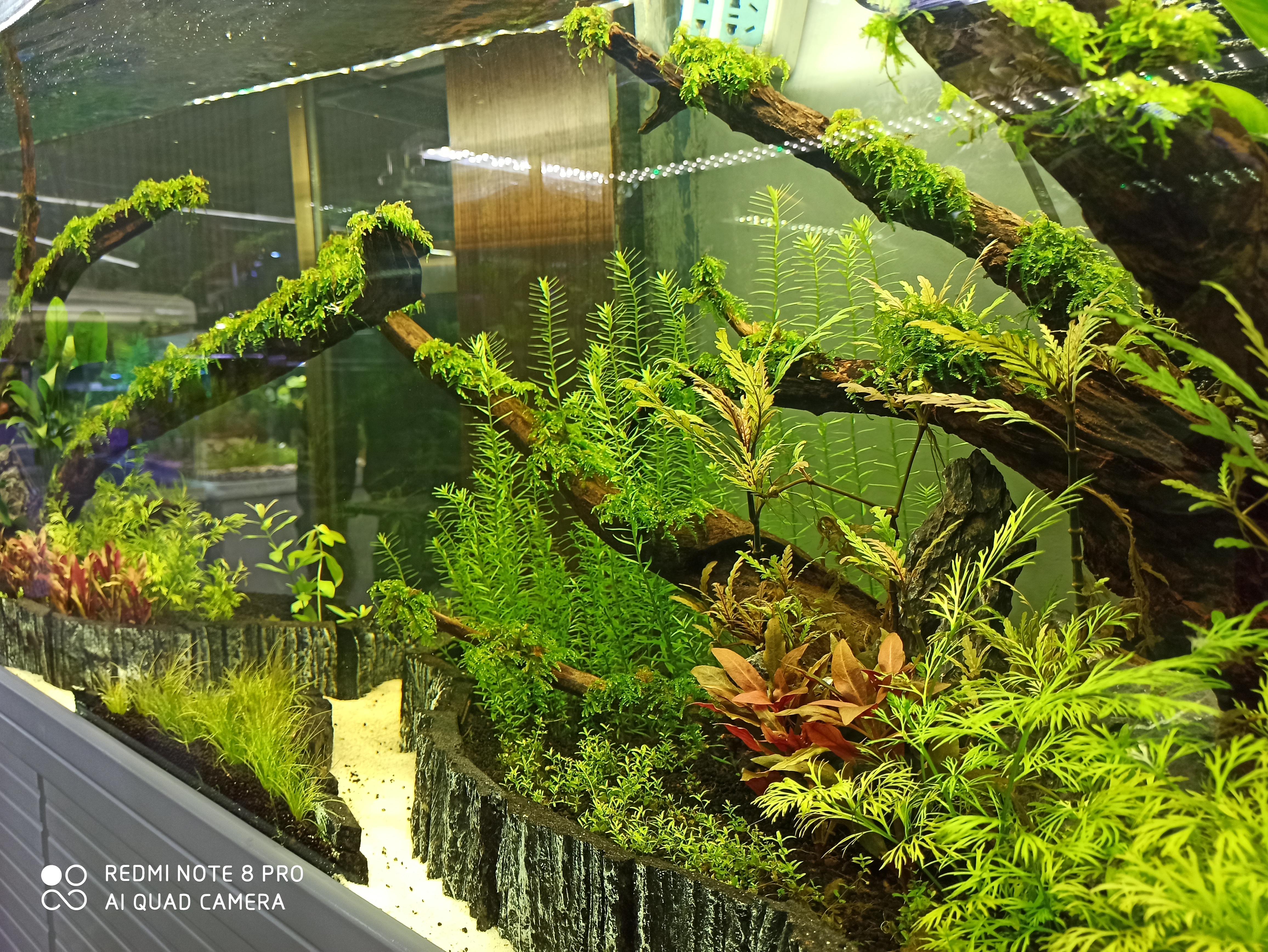 入坑草缸的两个作品,新手草缸用什么过滤最佳