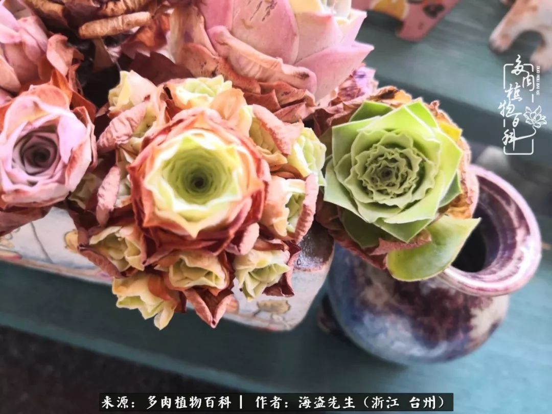 黄玫瑰这么美的风景惊艳到你了吗,优雅漂亮的黄玫瑰图片