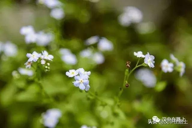 探秘汉中,汉中一村子窜入野生羚牛
