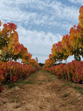 璋堣姳璇磋崏,璋堣姳璁鸿崏