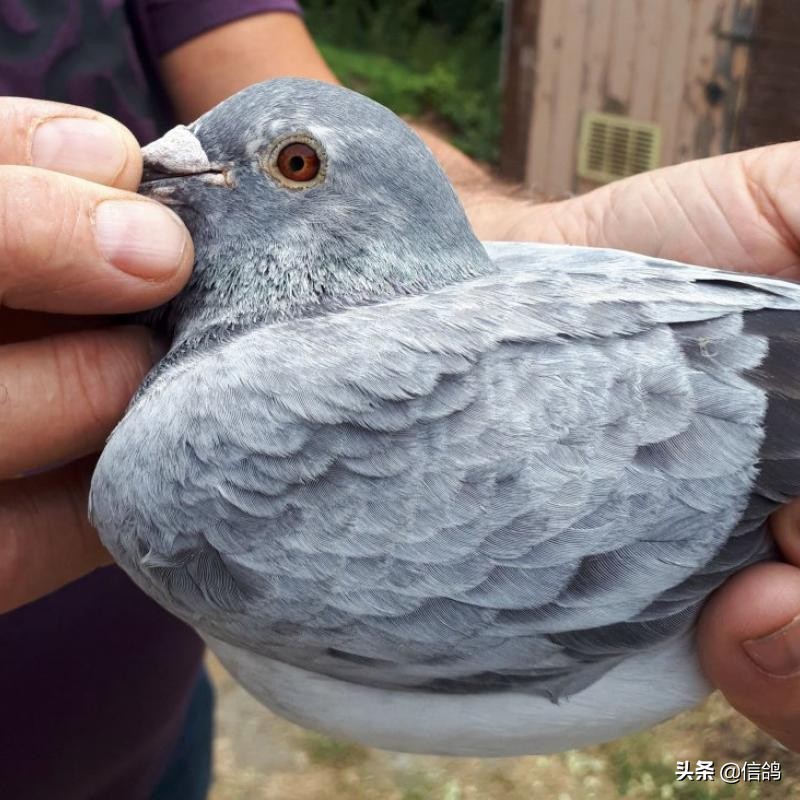 幼鸽的饲养方法与调理,幼鸽饲养管理五大要点