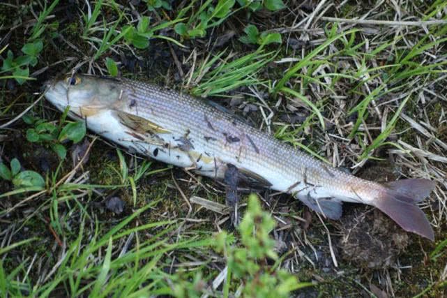 阿勒泰地区,追寻这种冷水溪流中的精灵“花翅子”现在已经禁钓