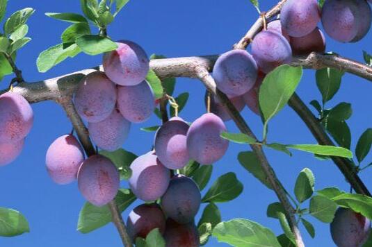 十三香是哪十三种药材的作用,十三香算中草药吗