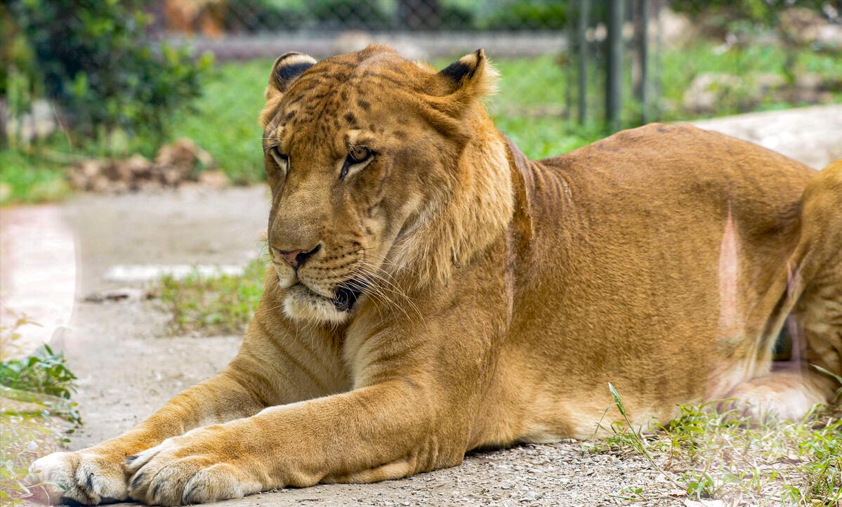 狗狗最怕的8种气味是什么,狗狗最害怕的8种气味