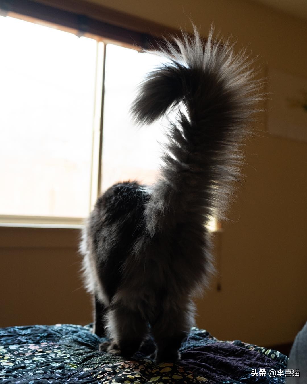 辟谣猫咪真的没有九条命,辟谣猫咪