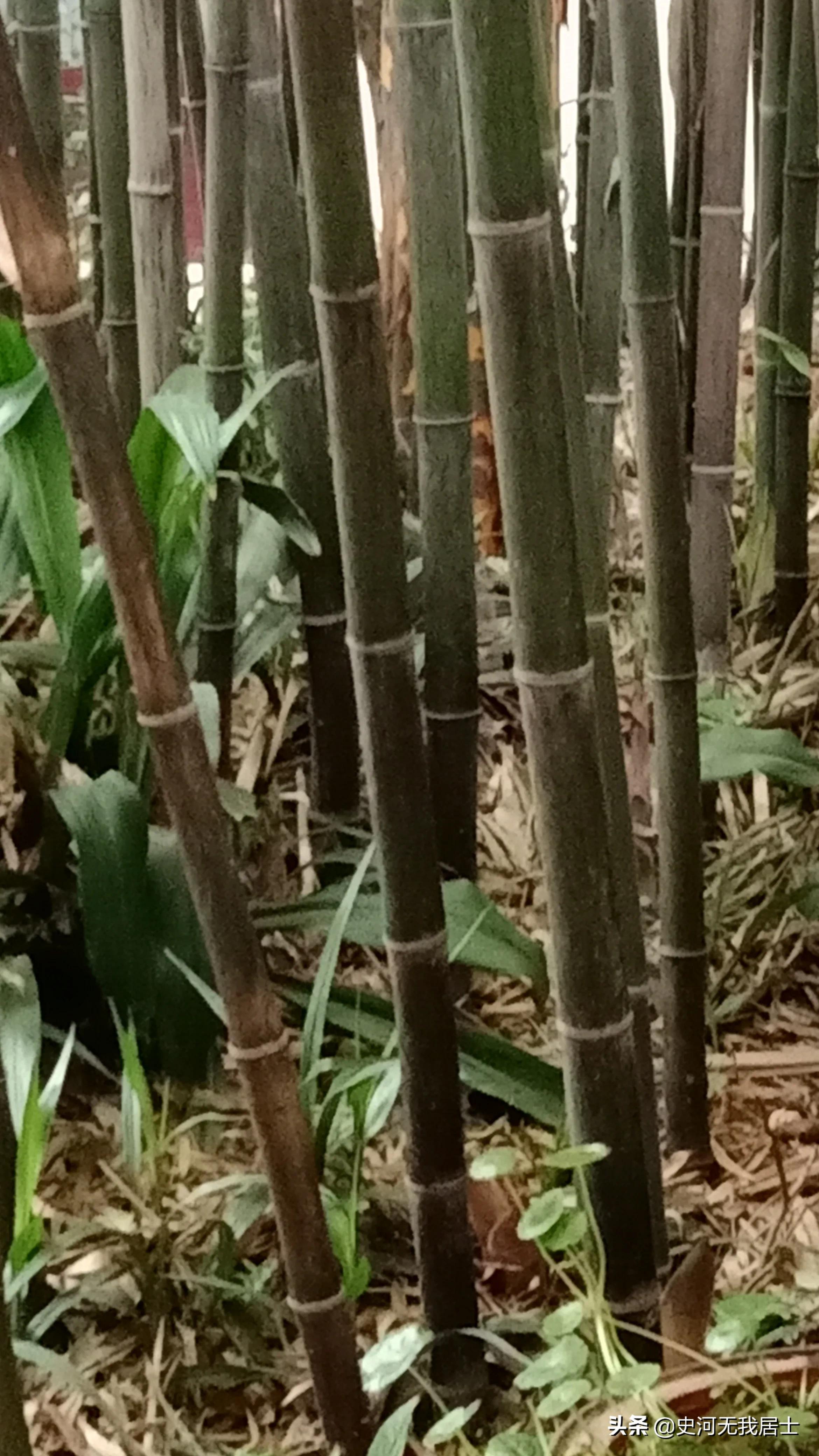 国宝级顶级奇石盛世图腾视频,国宝级奇石有人要吗