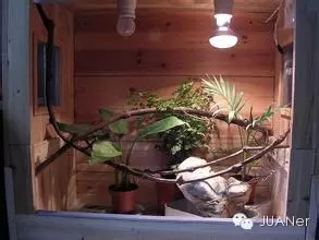 高冠变色龙饲养箱玻璃,高冠变色龙使用注意事项