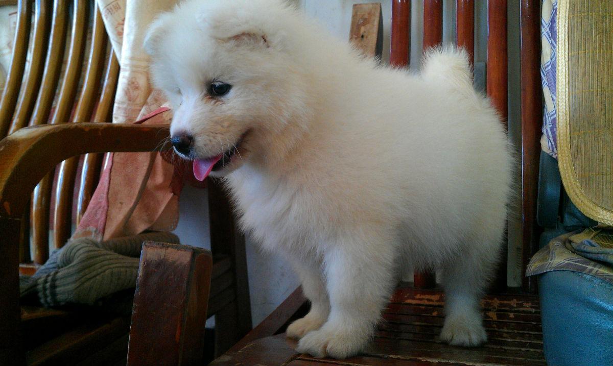 萨摩耶幼犬有泪痕是什么原因,萨摩耶吃什么狗粮没有泪痕