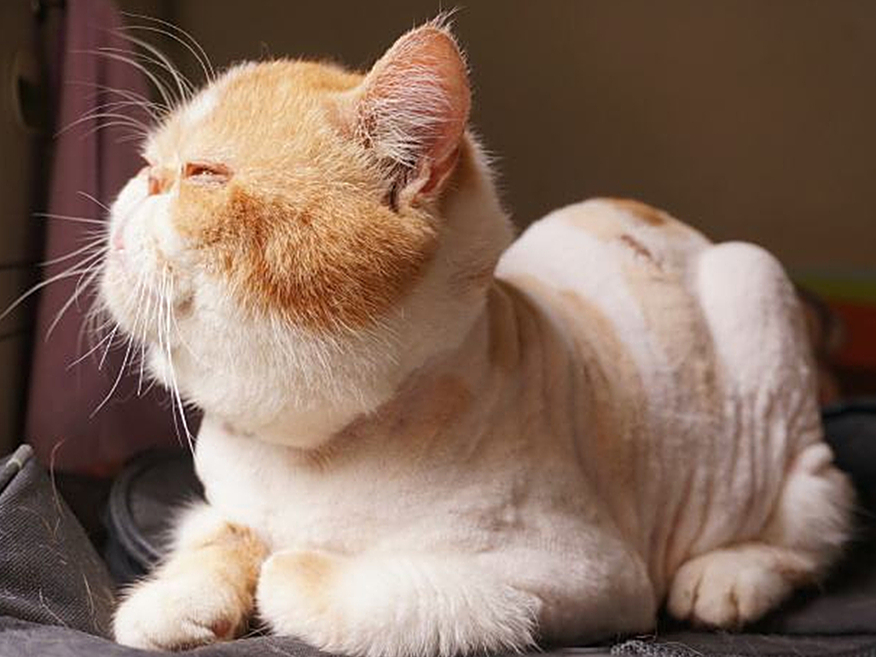 猫毛会引起过敏？唾液、皮屑才是根源，铲屎官需做好三点预防措施